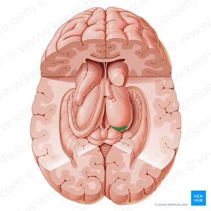 Pulvinar del tálamo (Pulvinar thalami); Imagen: Paul Kim