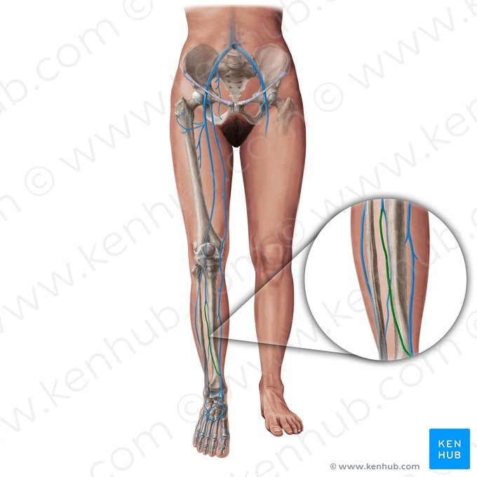 Veia tibial anterior (Vena tibialis anterior); Imagem: Paul Kim