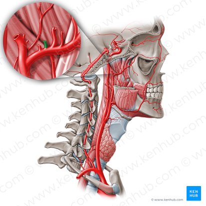 Anterior tympanic artery (Arteria tympanica anterior); Image: Paul Kim