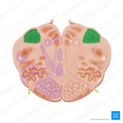 Cuneate nucleus (Nucleus cuneatus); Image: Paul Kim