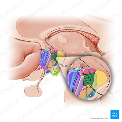 Núcleo dorsomedial del hipotálamo (Nucleus dorsomedialis hypothalami); Imagen: Paul Kim