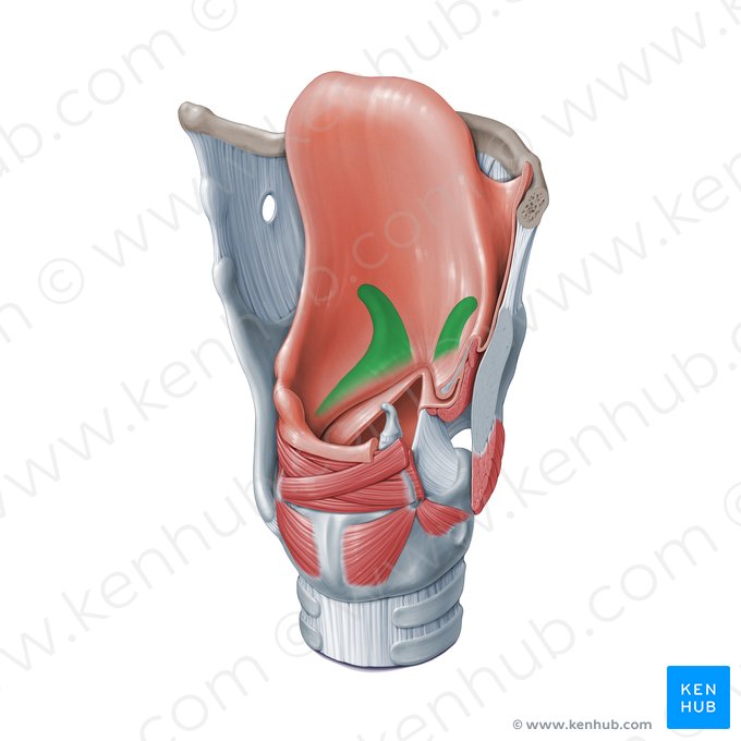 Sáculo da laringe (Sacculus laryngis); Imagem: Paul Kim