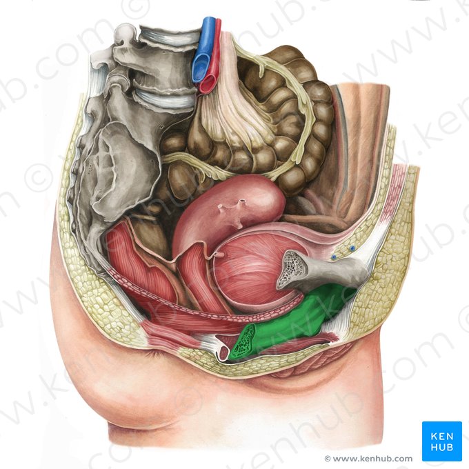 Rama inferior del pubis (Ramus inferior ossis pubis); Imagen: Irina Münstermann