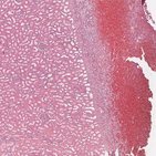 Kidney histology