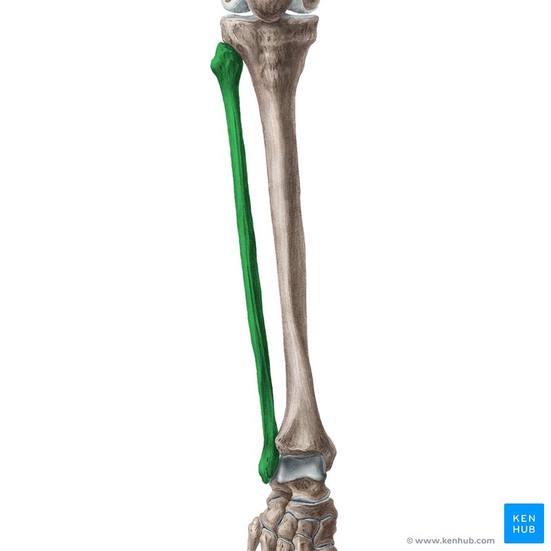 Curved tibia fibula. Curved tibia fibula