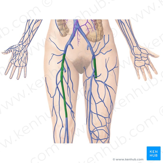 Veia femoral (Vena femoralis); Imagem: Begoña Rodriguez