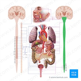Nervous system: Structure, function and diagram | Kenhub