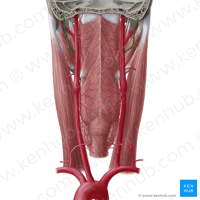 Arteria occipitalis (Hinterhauptarterie); Bild: Yousun Koh
