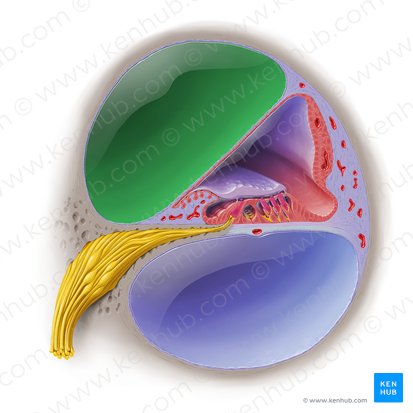 Rampa vestibular (Scala vestibuli); Imagen: Paul Kim