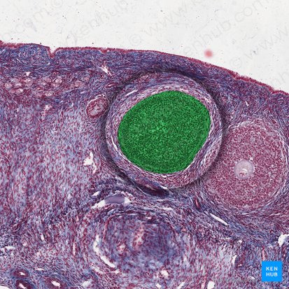 Primary ovarian follicle (Folliculus ovaricus primarius); Image: 