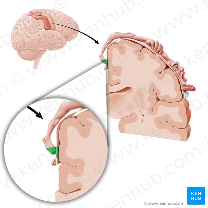 Cortex motorius digitorum pedis (Motorischer Kortex der Zehen); Bild: Paul Kim