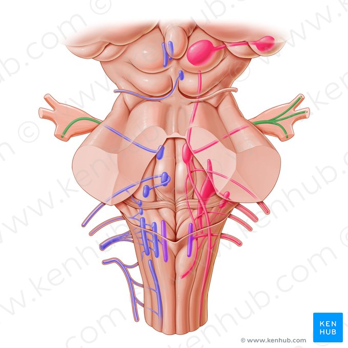 Nervo trigêmeo (Nervus trigeminus); Imagem: Paul Kim