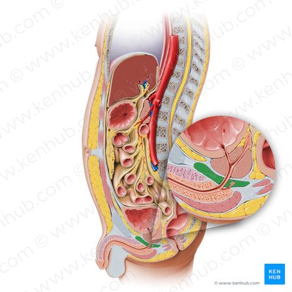 Diafragma urogenital (Diaphragma urogenitale); Imagem: Paul Kim