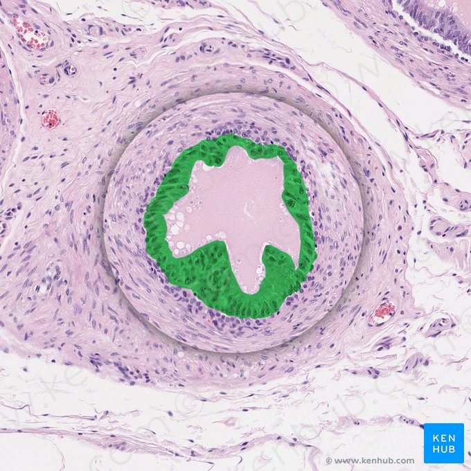 Epitélio colunar pseudoestratificado (com estereocílios) (Epithelium pseudostratificatum columnare stereociliatum); Imagem: 