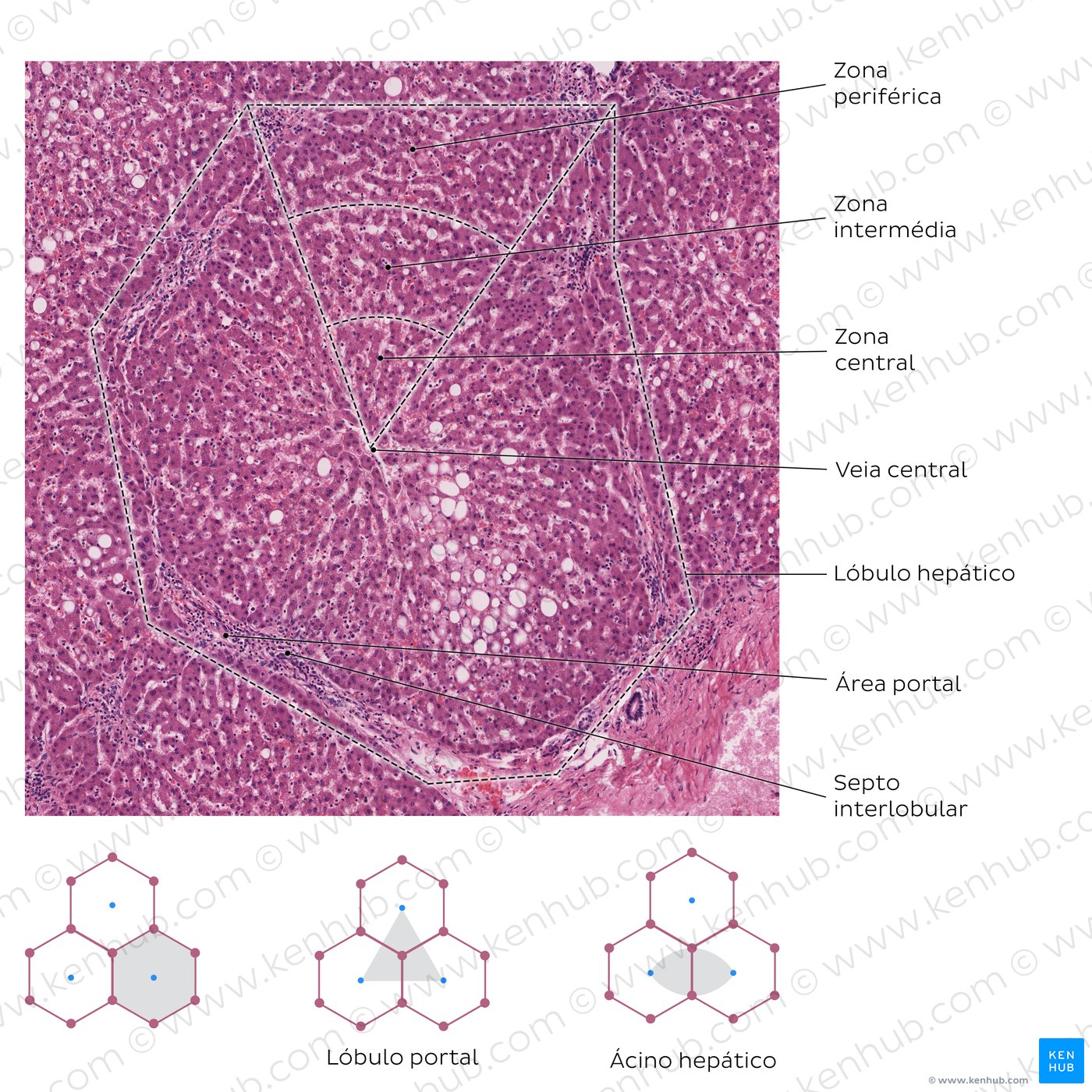 Hepatic lobule. Stain: H&E. High magnification