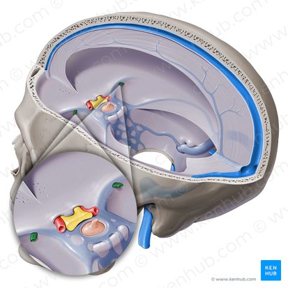 Superficial middle cerebral vein (Vena media superficialis cerebri); Image: Paul Kim