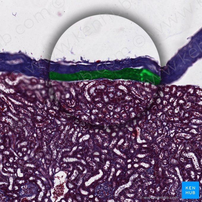 Capa interna de la cápsula renal (Stratum interna capsulae renis); Imagen: 