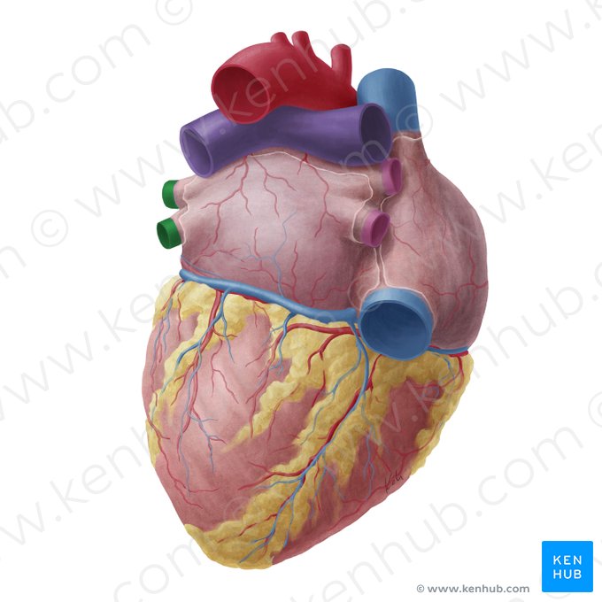 Left pulmonary veins (Venae pulmonales sinistrae); Image: Yousun Koh