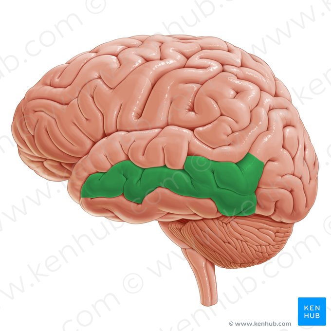 Middle temporal gyrus (Gyrus temporalis medius); Image: Paul Kim