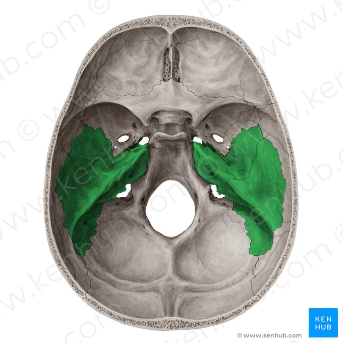 Temporal bone (Os temporale); Image: Yousun Koh