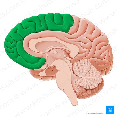 Frontal lobe (Lobus frontalis); Image: Paul Kim