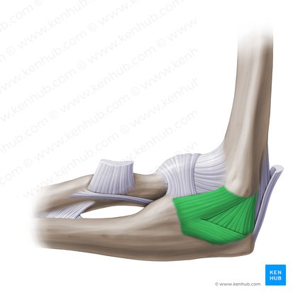 Ligamentum collaterale ulnare cubiti (Ellenseitiges Kollateralband des Ellenbogengelenks); Bild: Paul Kim