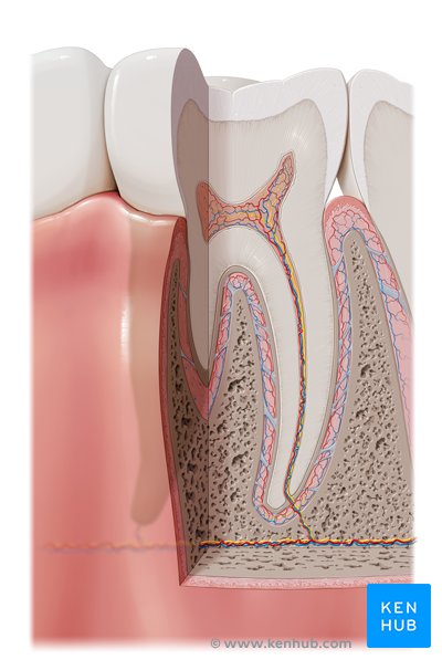 Anatomie d'une dent (vue antérieure)
