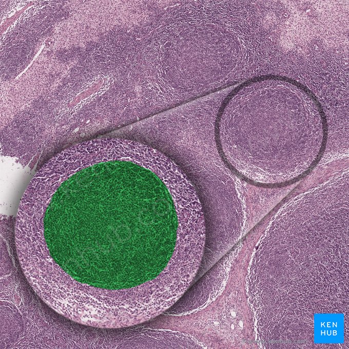 Secondary lymphoid nodule (Nodulus lymphoideus secundus); Image: 