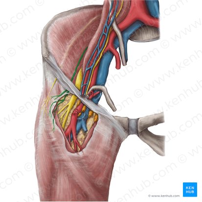 Ramo femoral del nervio genitofemoral (Ramus femoralis nervi genitofemoralis); Imagen: Hannah Ely