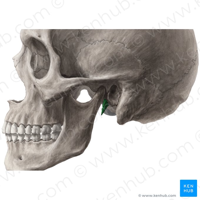 Styloid process of temporal bone (Processus styloideus ossis temporalis); Image: Yousun Koh