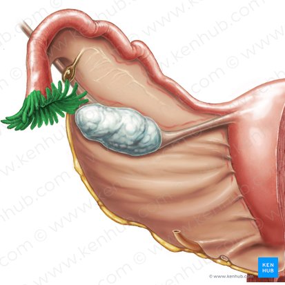 Fímbrias da tuba uterina (Fimbriae tubae uterinae); Imagem: Samantha Zimmerman