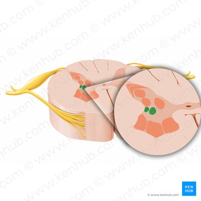 Nucleus intermediolateralis (Intermediolateraler Kern); Bild: Paul Kim