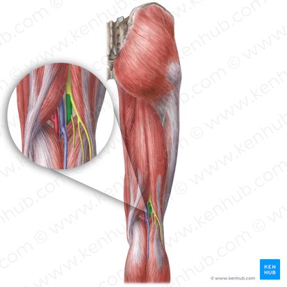 Nervio tibial (Nervus tibialis); Imagen: Liene Znotina