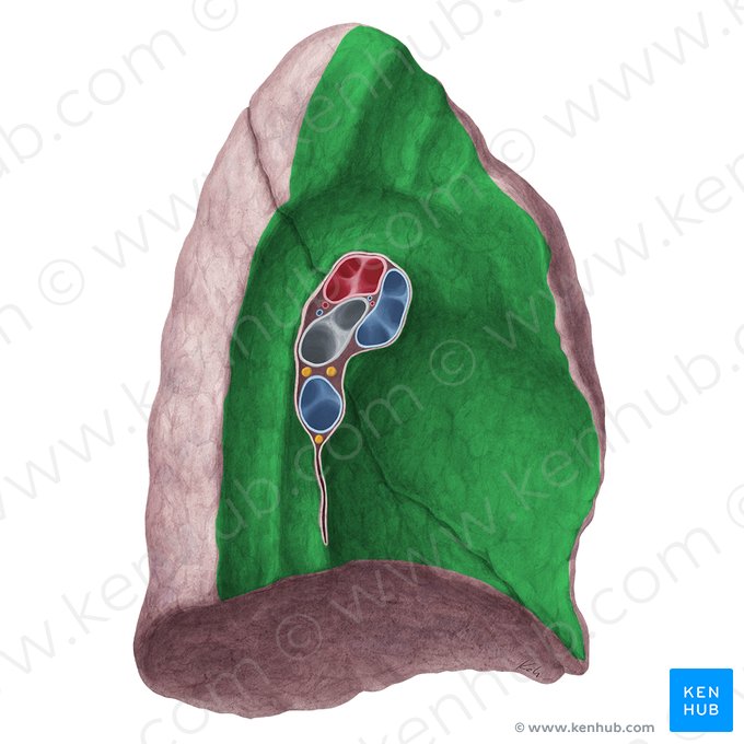 Superfície mediastinal do pulmão esquerdo (Facies mediastinalis pulmonis sinistri); Imagem: Yousun Koh