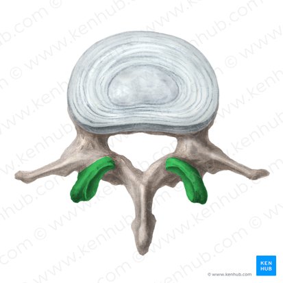Superior articular process of vertebra (Processus articularis superior vertebrae); Image: Liene Znotina