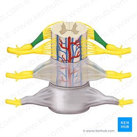 Spinal cord: Anatomy, structure, tracts and function | Kenhub