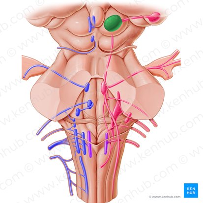 Superior colliculus (Colliculus superior); Image: Paul Kim