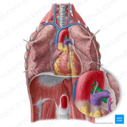 Bronche principale gauche (Bronchus principalis sinister); Image : Yousun Koh