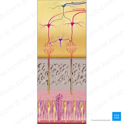 Célula granular (Neuron granulare); Imagen: Paul Kim