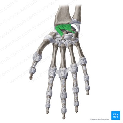 Palmar radiocarpal ligament (Ligamentum radiocarpeum palmare); Image: Yousun Koh