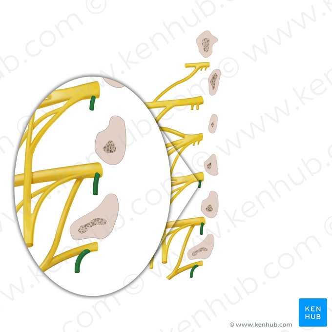 Gray ramus communicans of spinal nerve (Ramus communicans griseus nervi spinalis); Image: Begoña Rodriguez