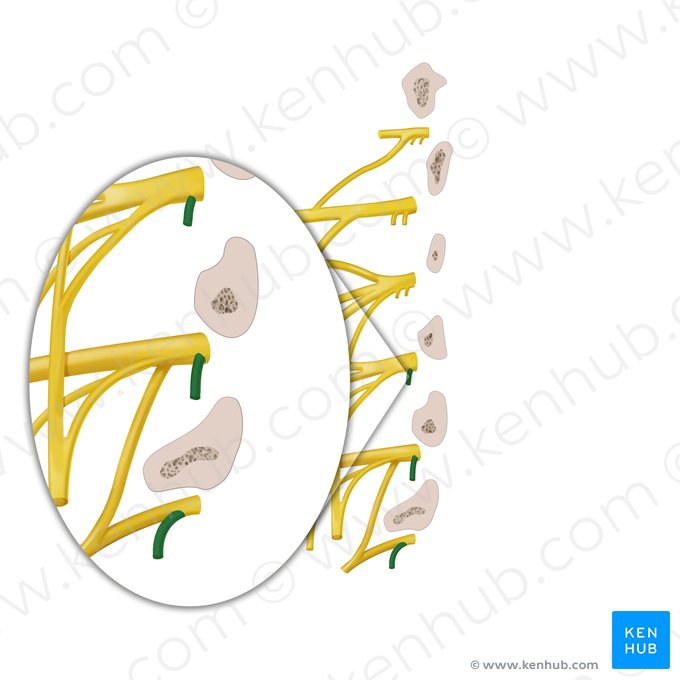 Gray communicating branch of spinal nerve (Ramus communicans griseus nervi spinalis); Image: Begoña Rodriguez