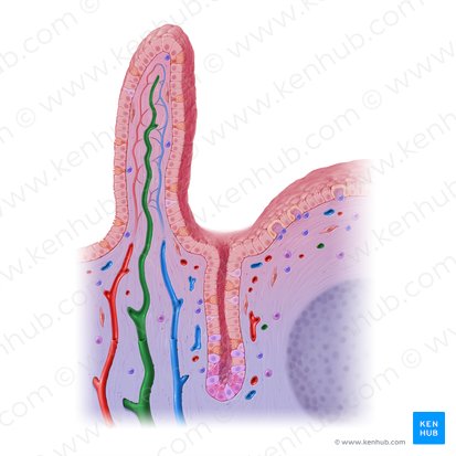 Lacteal (Vas lymphaticum centrale); Image: Paul Kim