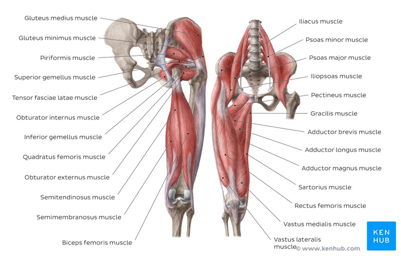 Muscles of the hip and thigh - anterior and posterior views