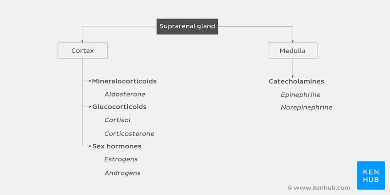 Suprarenal gland hormones