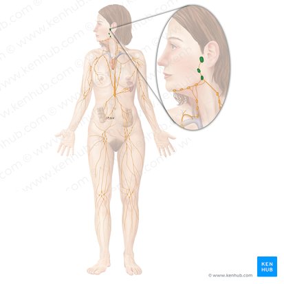 Tonsil (Tonsilla); Image: Begoña Rodriguez