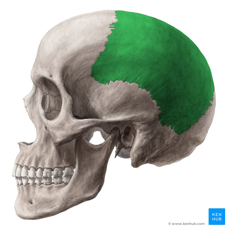 Osso parietal (verde) – vista lateral esquerda