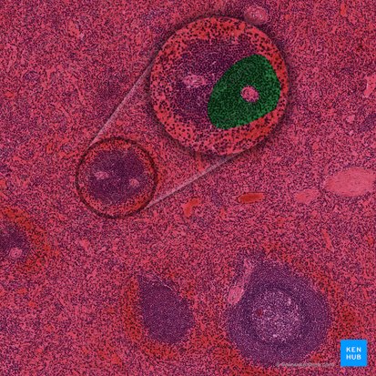 Vaina linfoide periarterial (Vagina lymphoidea periarteriolaris); Imagen: 
