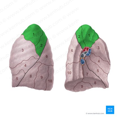Segmento apicoposterior do pulmão esquerdo (Segmentum apicoposterius pulmonis sinistri); Imagem: Paul Kim