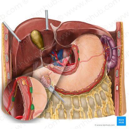 Left gastric lymph nodes (Nodi lymphoidei gastrici sinistri); Image: Begoña Rodriguez